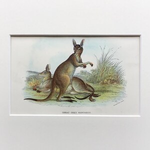 Antique Marsupial Print, Great Grey Kangaroo, Original, Printed In 1896, Natural History Mammal Print, Original Lithograph, Old Print