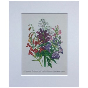 vintage⌇classic flower OP Circa 1870 Original Antique Botanical Wild Flower Lithograph