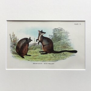 May include: An antique illustration of two brown and black brush-tailed rock wallabies in a grassy field. The illustration is titled "Brush-tailed Rock Wallaby" and "Plate VI."