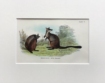 Antique Marsupial Print, The Bush Tailed Rock Wallaby , Printed In 1896, Natural History Mammal Print, Original Lithograph, Old Print,