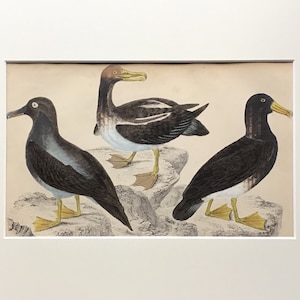 1854 Lithographe antique original, Oiseaux, Albatross, Impression originale, Art Décoratif, Monté, Décor de mur, Impression antique, Couleur main