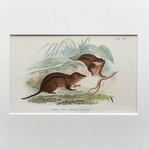 Antique Marsupial Print, Common Tree Striped Opossum,Original, Printed In 1896, Natural History Mammal Print, Original Lithograph, Old Print