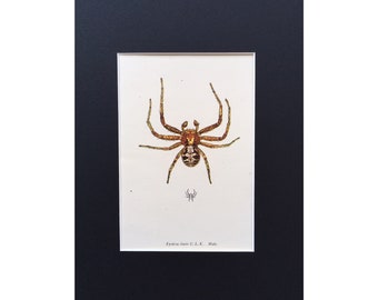 Vintage Spider Print, 1945, Xysticus Lanio Spider, Male, Mounted Print Ready To Frame, Original Print, Arachnid, Spiders