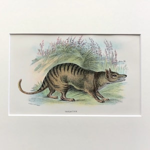 Antique Marsupial Print, The Thylacine ,  Printed In 1896, Natural History Mammal Print, Original Lithograph, Old Print