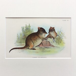 Antique Marsupial Print, The Common  Rat Kangaroo , Original, Printed In 1896, Natural History Mammal Print, Original Lithograph, Old Print