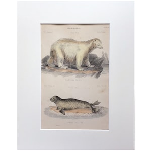 1803 Antiker Druck, Eisbär und Robbensäugetier Druck, Original handkoloriert, montierte Lithographie Antike Gravur