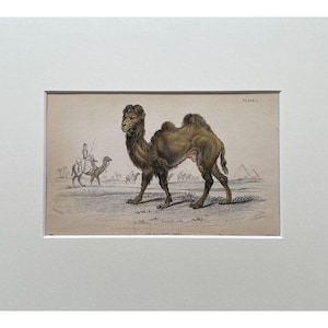 Antique Print, Camel, Old Print From 1839, Genuine Antique Original Lithograph, Mounted Print Ready To Frame , Mammal Print, Natural History
