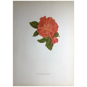1955, Garden Roses Print, Charles Raymond, Large Print, 42x31cm, Old Print, Vintage Print, Antique Print, Wall Art, Flower Print, Botanical
