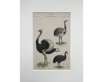 1803 Original Antique Bird Print , Mounted 11x14”, Hand Coloured, Antique Print, Vintage Print, Original Old Print, Antique Lithograph ,