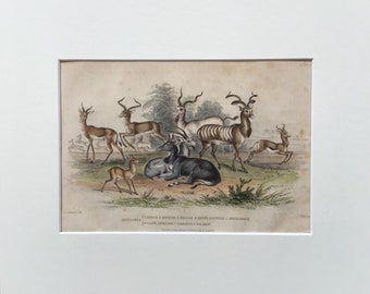 1864 Antique Deer  Print, Printed In 1864,Hand Coloured,  Natural History Mammal Print, Original Lithograph, Old Print