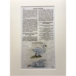 Antique Folio Print, Printed In 1669, 350 Years Old  , Woodblock Swan Print, Lithograph, Etching, Mounted Print , Rare Print