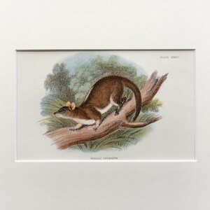 Antique Marsupial Print, The Woolly Opossum ,  Printed In 1896, Natural History Mammal Print, Original Lithograph, Old Print