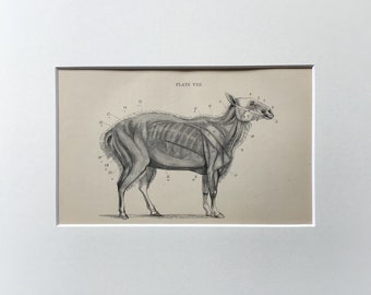 Antiktryck 1876, Skelettdäggdjurstryck, Helfigur av fåret, Anatomiskt tryck, Originallitografietsning Mycket gammalt tryck