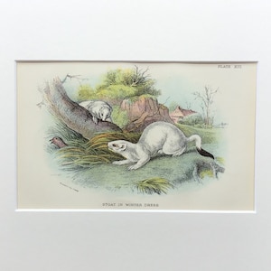 Antique print, Old Print 1896, Stoat in Winter Dress, Vintage mammal print, Mounted Print, Original Lithograph