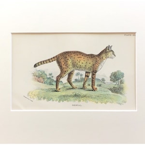 1896, Antique Print, The Several, Original Print, Lithograph, Mounted Print Ready To Frame, Big Cat Print, Vintage Print, Mammalia