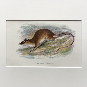 Antique Marsupial Print, The Rat Tailed Opossum ,  Printed In 1896, Natural History Mammal Print, Original Lithograph, Old Print