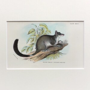 Antique Marsupial Print, The Brush Tailed Pouched Mouse,  Printed In 1896, Natural History Mammal Print, Original Lithograph, Old Print