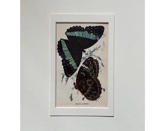 1897 antieke print, 1897 originele oude vlinder print, antieke print, kunst aan de muur, nachtvlinder print, insect, gemonteerde oude insecten print vintage