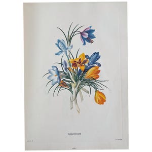 1961 Vintage Print, Crocus Print, Vintage Floral Print, Large Print, Botanical Wall Art, Antique Print, Old Print
