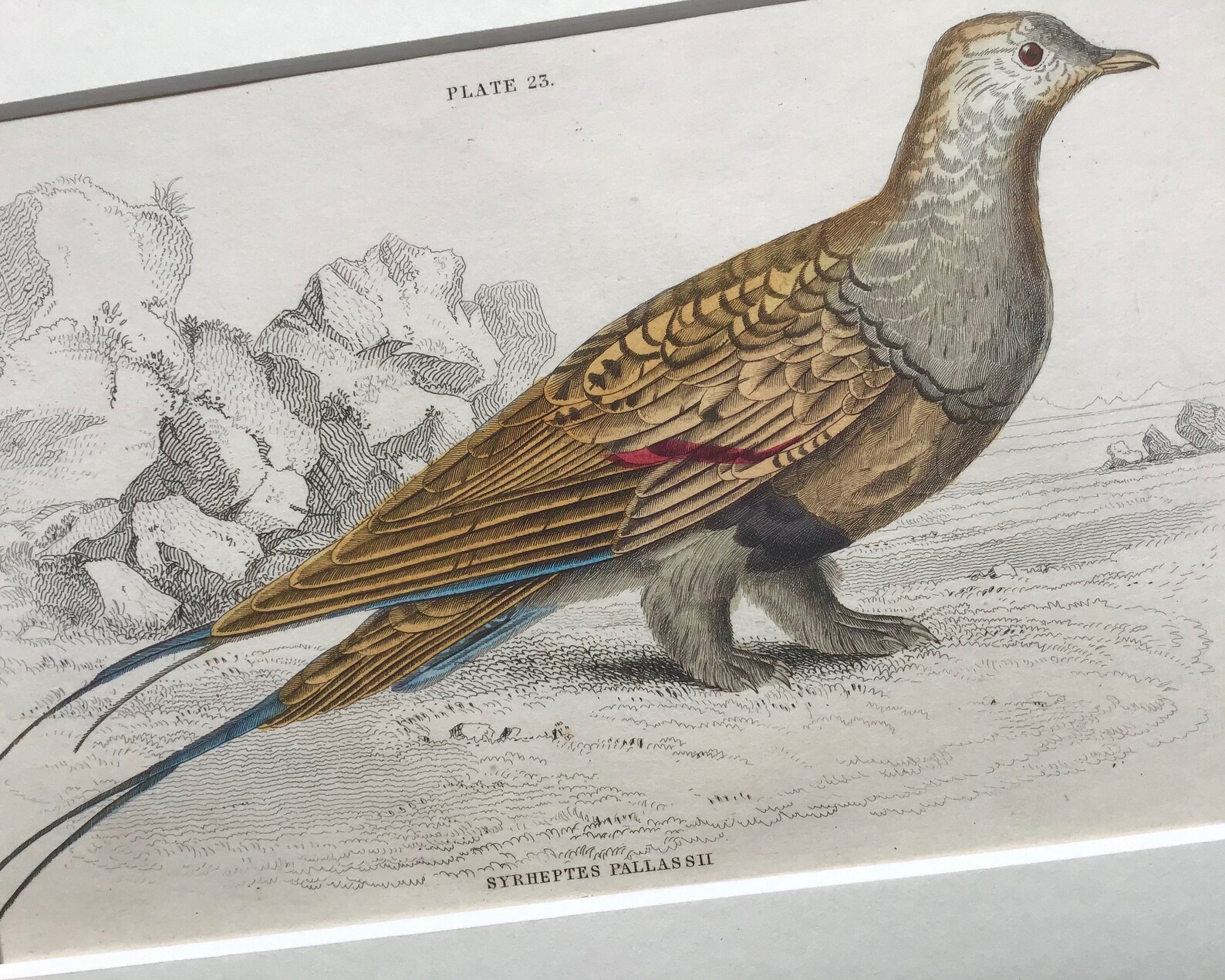 Antique Print bird Print 1840 Hand Coloured Engraving Etsy