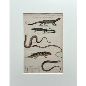 May include: An antique illustration of various reptiles, including a lizard, a snake, and a salamander. The illustration is in black and white with hand-painted details. The title "REPTILIA" is at the top of the page.