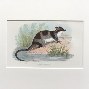 Antique Marsupial Print, The Water Opossum ,  Printed In 1896, Natural History Mammal Print, Original Lithograph, Old Print