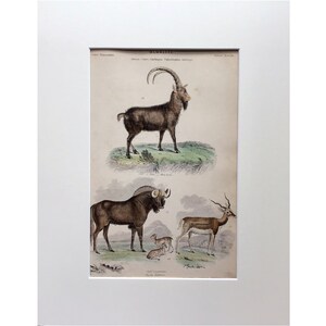 Puede incluir: Una impresión antigua que presenta tres animales: una cabra montés marrón y blanca con cuernos curvos, un buey salvaje marrón y negro y una gacela marrón y blanca con cuernos largos y curvos. La impresión se titula "Mammalia" e incluye los nombres científicos de los animales.