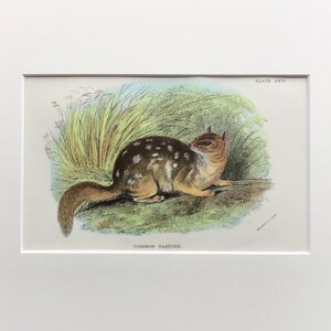 Antique Marsupial Print, The Common Dasyure ,  Printed In 1896, Natural History Mammal Print, Original Lithograph, Old Print