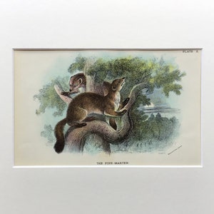1896 Antique Print, Pine Martin, Old Print From 1896, Original Lithograph, Mounted Print, Vintage Print