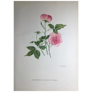 1955, Garden Roses Print, Charles Raymond, Large Print, 42x31cm, Old Print, Vintage Print, Antique Print, Wall Art, Flower Print, Botanical