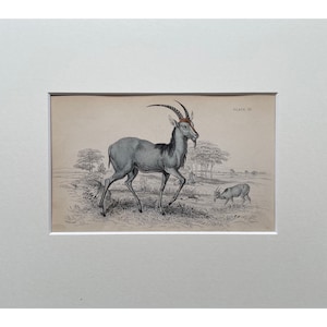 Antique Print, Deer, Old Print From 1839, Genuine Antique Original Lithograph, Mounted Print Ready To Frame , Mammal Print, Natural History