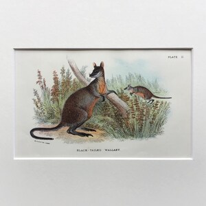 May include: An antique illustration of a black-tailed wallaby, a small kangaroo, standing on its hind legs with its tail curled behind it. The wallaby is brown with a white belly and a black tail. A smaller wallaby is hopping in the background. The illustration is titled "Black-Tailed Wallaby" and is labeled "Plate II."