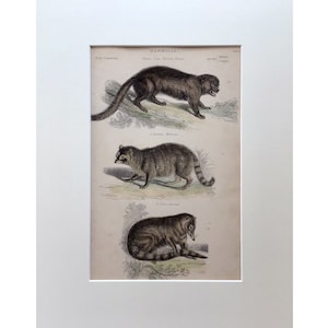 Antique Print, Wolverine, Racoon Print, 1803, Mammal Print, Original Lithograph, Mounted Print, Vintage Print, Animal Print , 200 Years Old