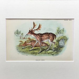 May include: A vintage illustration of a Fallow Deer, a male deer with large antlers, standing in a grassy field with a smaller deer lying down. The illustration is in a light blue, green, and brown color palette. The text "PLATE XXXX" and "FALLOw DEER" are printed below the image.