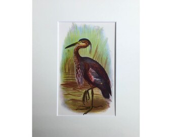 May include: A vintage illustration of a purple heron standing in a marsh. The bird has a long, slender neck and a long, pointed beak. The heron is surrounded by green reeds and water.