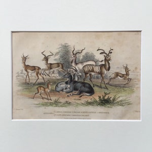 1864 Antique Antelope Print, Printed In 1864, Natural History Mammal Print, Original Lithograph, Old Print