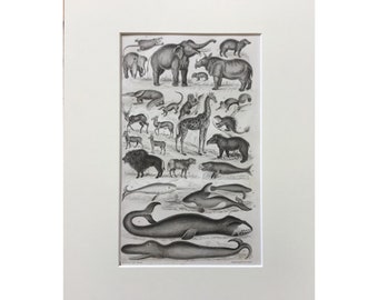 Illustrated Mammals Print - Natural History Nursery Art - Etsy Canada