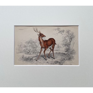 Antique Print, Deer, Old Print From 1839, Genuine Antique Original Lithograph, Mounted Print Ready To Frame , Mammal Print, Natural History