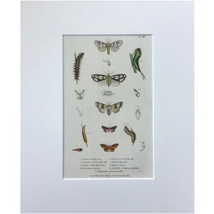 1852 Original Antique Lithograph, Moths, Hand Coloured Print, Original Print, Conchology, Decorative Art , Mounted , Wall Decor
