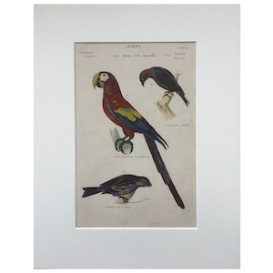 1803 Original Antique Bird Print , Mounted 11x14”, Hand Coloured, Antique Print, Vintage Print, Original Old Print, Antique Lithograph ,