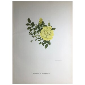 1955, Garden Roses Print, Charles Raymond, Large Print, 42x31cm, Old Print, Vintage Print, Antique Print, Wall Art, Flower Print, Botanical