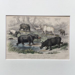 1864 Antique Hippo Rhino Print, Printed In 1864, Natural History Mammal Print, Original Lithograph, Old Print