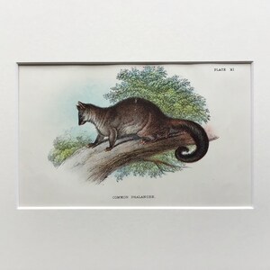 Antique Marsupial Print, The Common Phalanger , Original, Printed In 1896, Natural History Mammal Print, Original Lithograph, Old Print