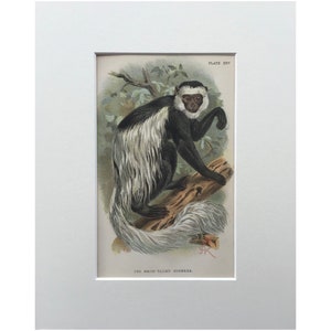 old world monkeys white tailed guereza primate from Lloyd\u2019s Natural History 1897 MONKEY ANTIQUE LITHOGRAPH original antique print c