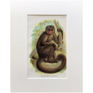 1896 Original Antique Print, The Bonnetted Capuchin, 1896, Original Lithograph, Monkey Print, Mounted Print, Primate Print