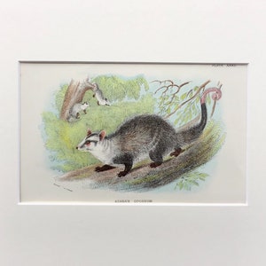 Antique Marsupial Print, The Azaras Opossum   ,  Printed In 1896, Natural History Mammal Print, Original Lithograph, Old Print