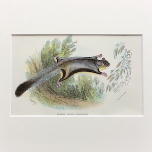 Antique Marsupial Print, Lesser Flying -  Phalanger , Printed In 1896, Natural History Mammal Print, Original Lithograph, Old Print