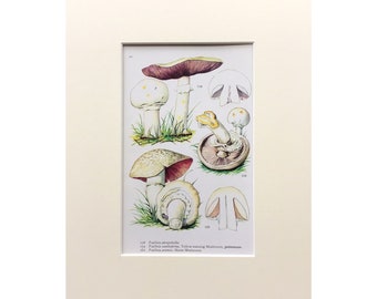 Vintage Fungi Print, Horse Mushroom, Mounted Print Ready To Frame, 1960, Mushroom Print, Mycology ,Botanical Print
