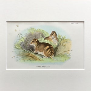 Antique Marsupial Print, The Gunn’s  Bandicoot,  Printed In 1896, Natural History Mammal Print, Original Lithograph, Old Print