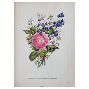 1961 Vintage Print, Cyclamen Print, Vintage Floral Print, Large Print, Botanical Wall Art, Antique Print, Old Print